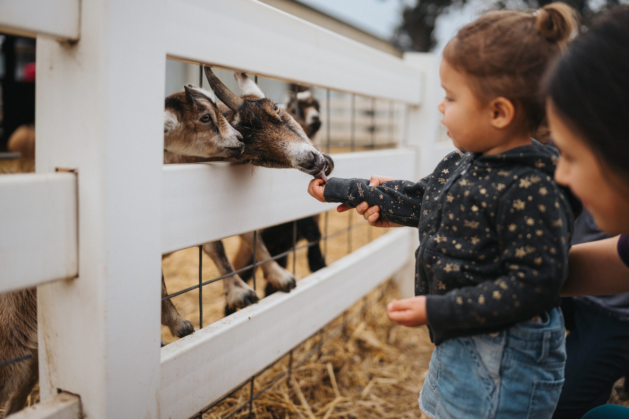 A toddler feeding goats through a white fence.