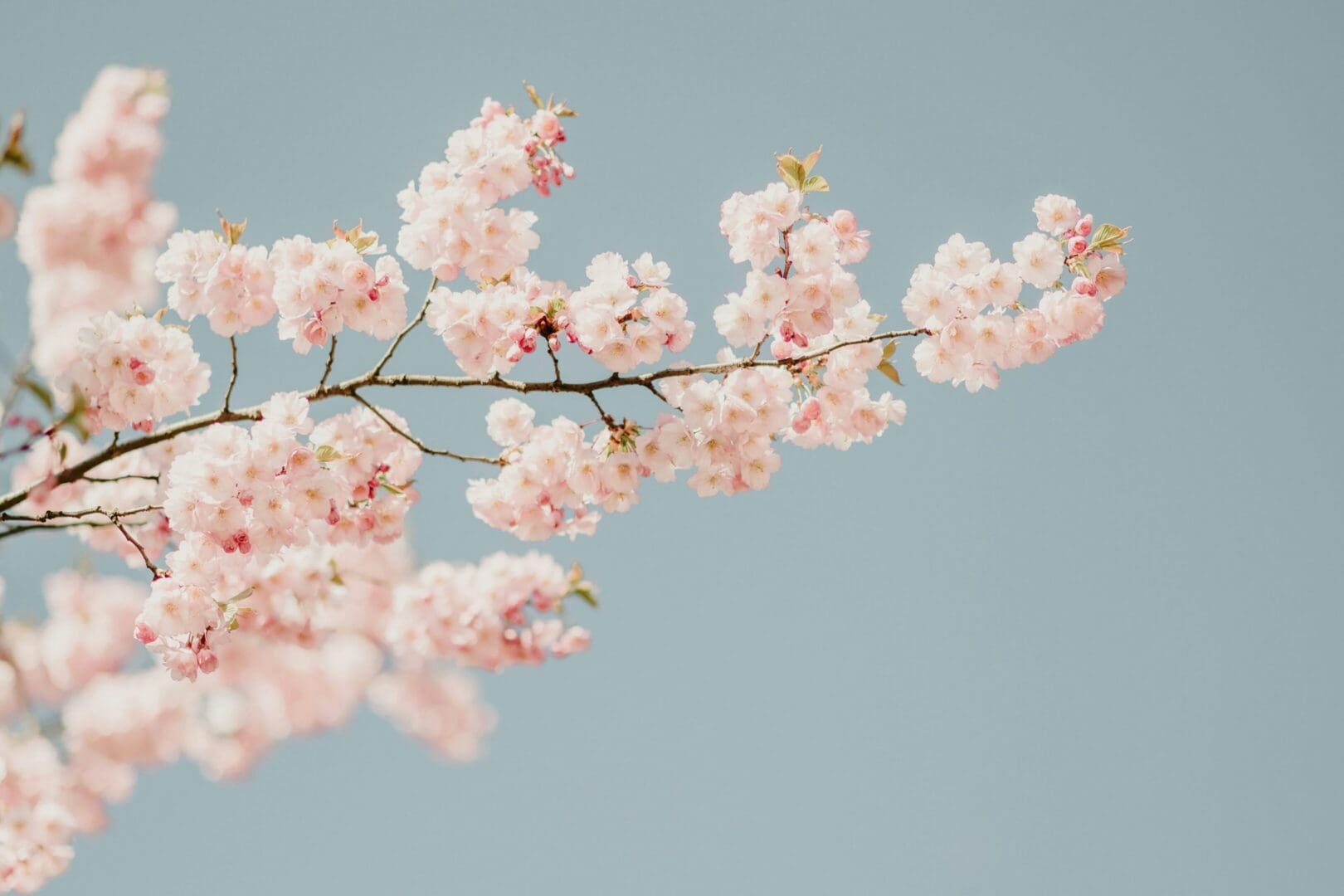 Delicate pink cherry blossoms against blue sky